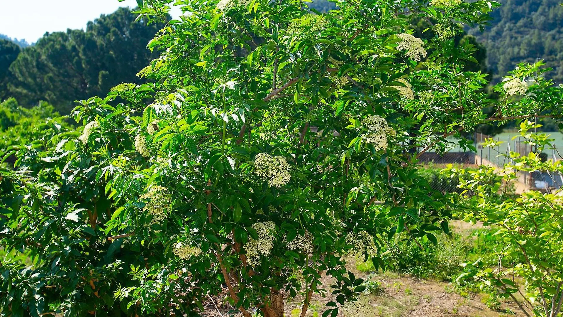 Penzion Lo Jardi De Benifallet