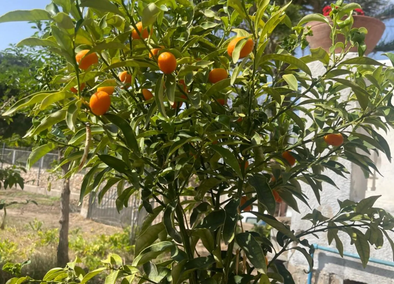 Lo Jardi De Benifallet